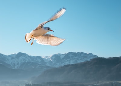 白鸟飞翔的浅焦照片
